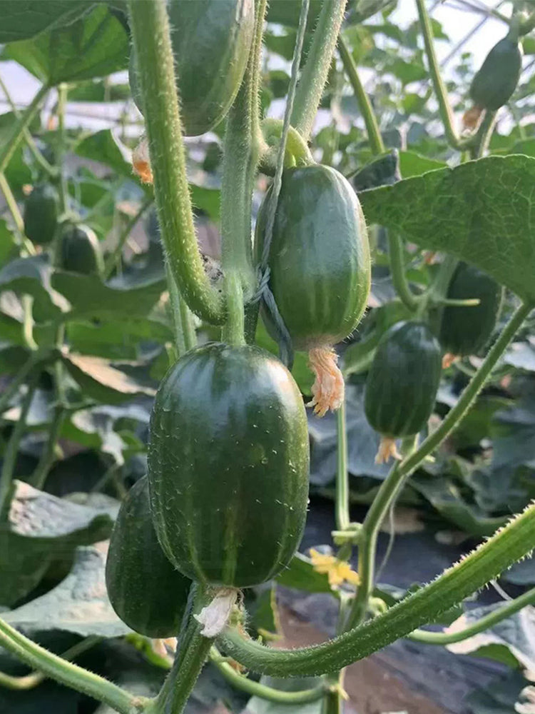 Jintong & Yunü Mini Fruit Cucumbers