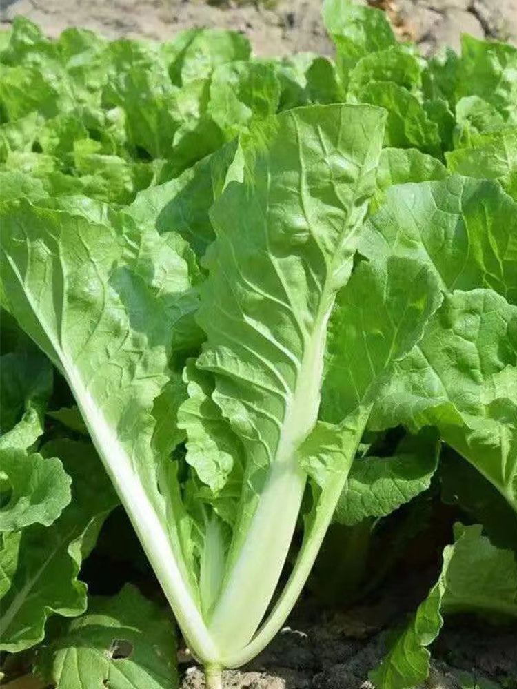 Creamy Baby Bok Choy