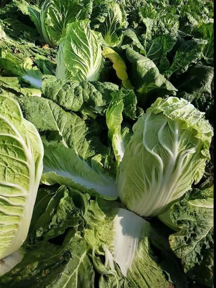 Fengkang 90 Chinese Cabbage