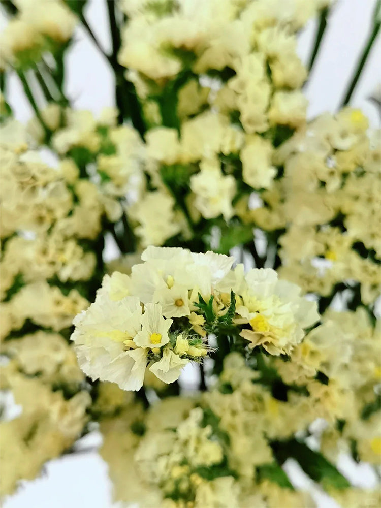 Yellow Wavyleaf Sea Lavender (Limonium sinuatum)
