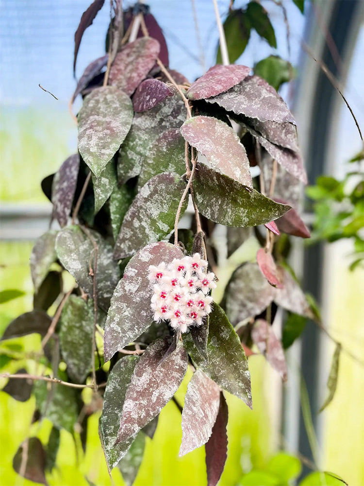 Hoya caudata Unrooted Stem Cuttings