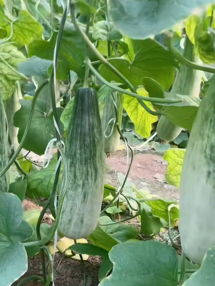 Horn Honey Melon