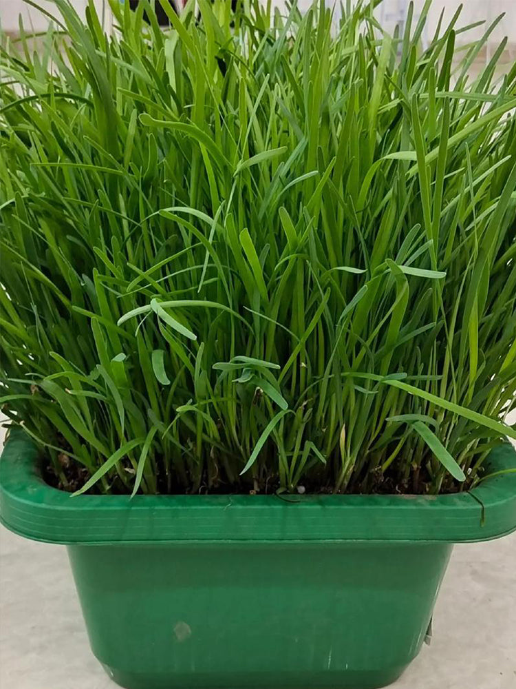 HUAJUN Bonsai Chinese Chives