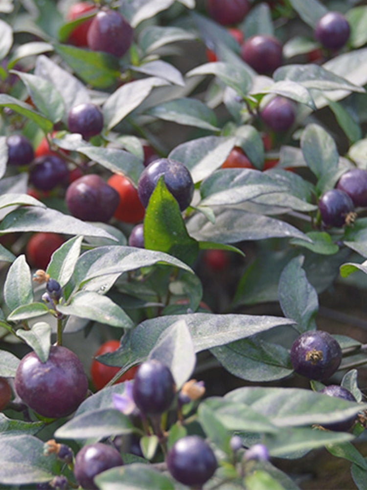 Pearl Multicolored Pepper