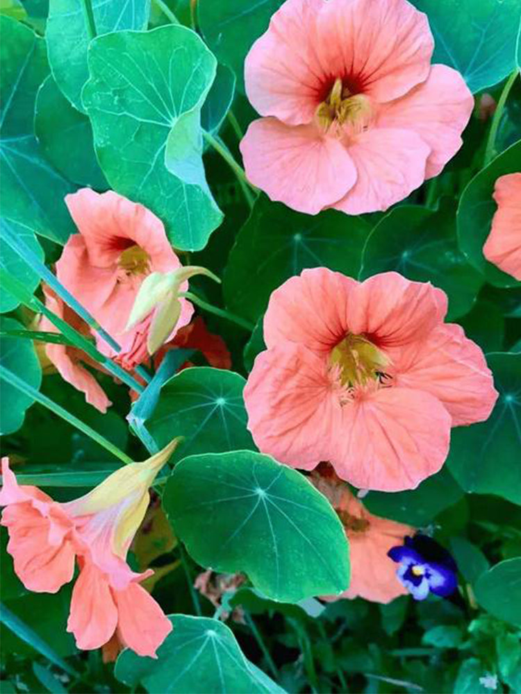 Peach Blossom' Nasturtium (Tropaeolum majus)