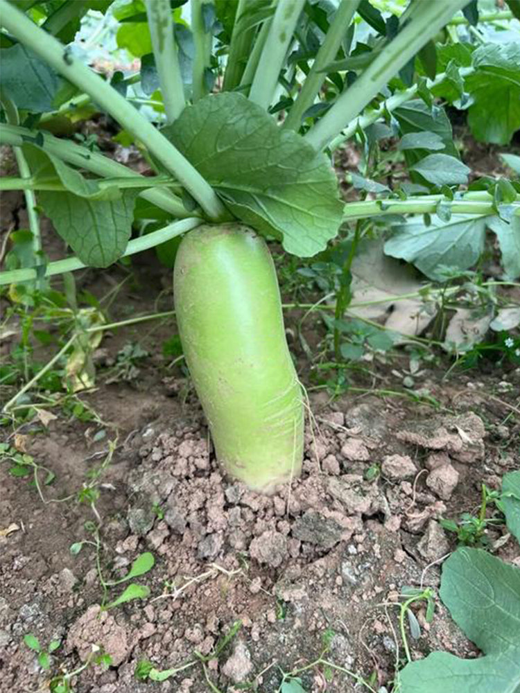 Chinese Green Radishs