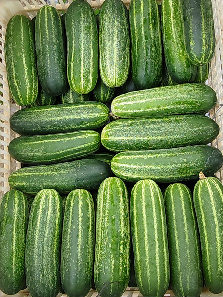 'Bixiu' F1 Fruit Cucumber