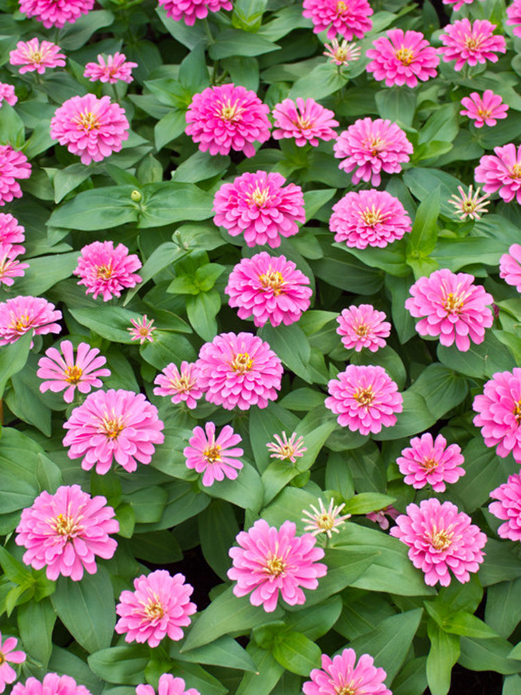 Pink Garden Zinnia