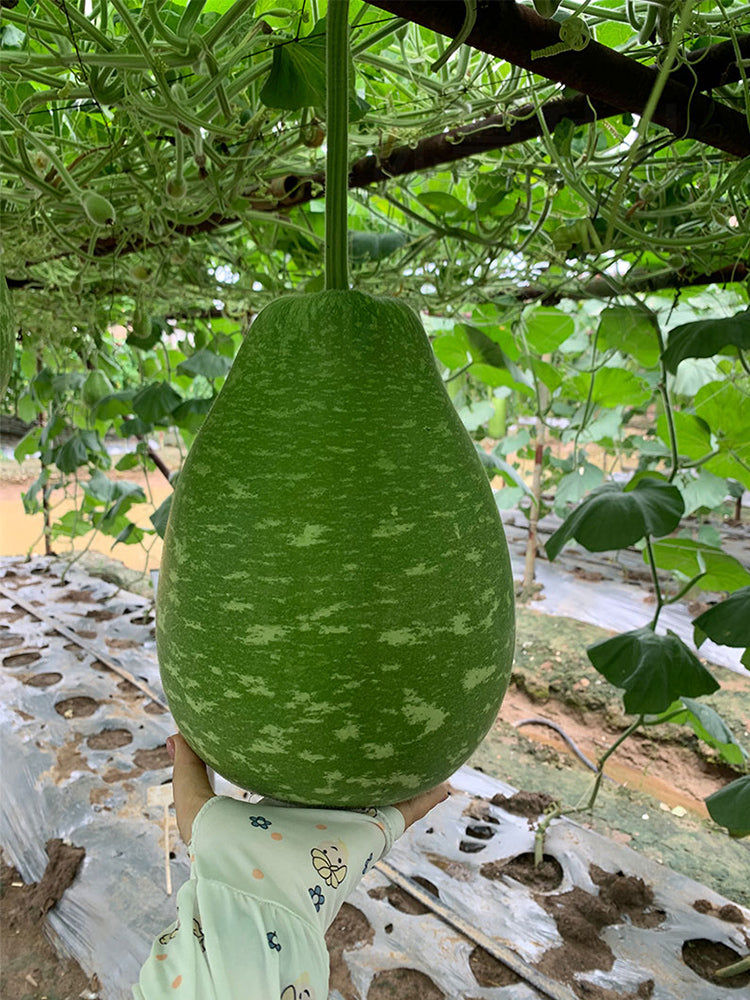 Qiangchun Duosheng Variegated Bottle Gourds