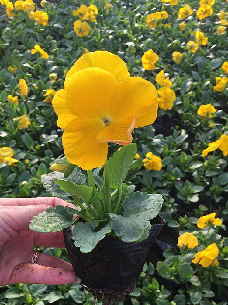 Super Bingo Series Yellow Pansy (Viola × wittrockiana)