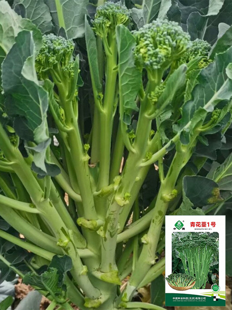 Qinghuatai No.1 Broccolini