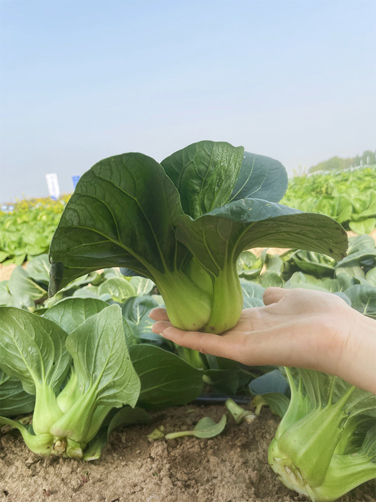 'Black Marshal' Bok Choy