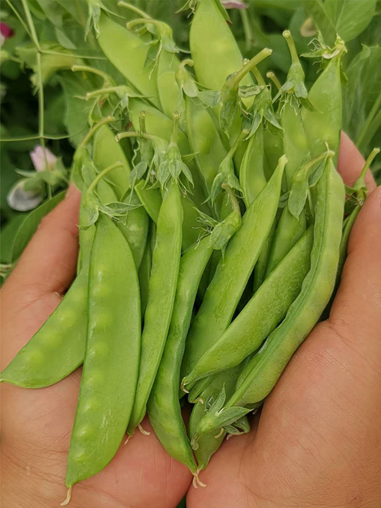 Large-Pod Snow Pea