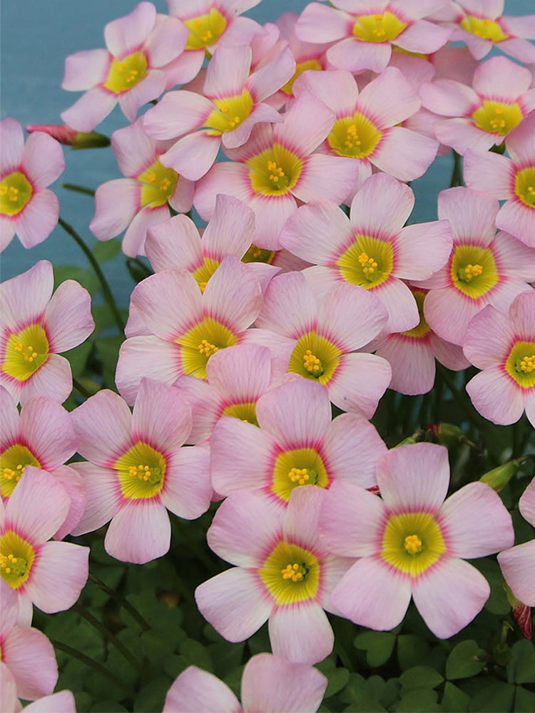 Oxalis obtusa Series Bulb - 'Cerise Stone'