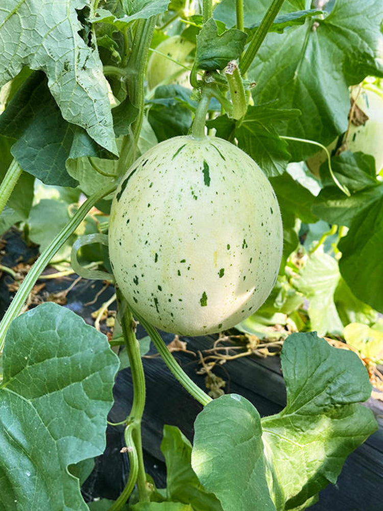 Meteor Silver Jade Melons