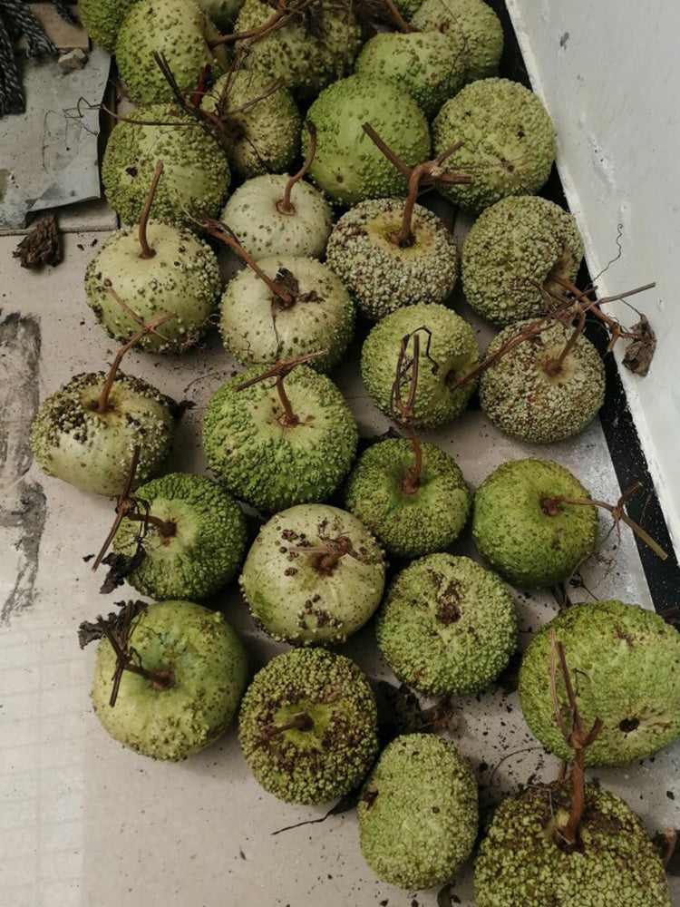 Man Tian Xing Gourd