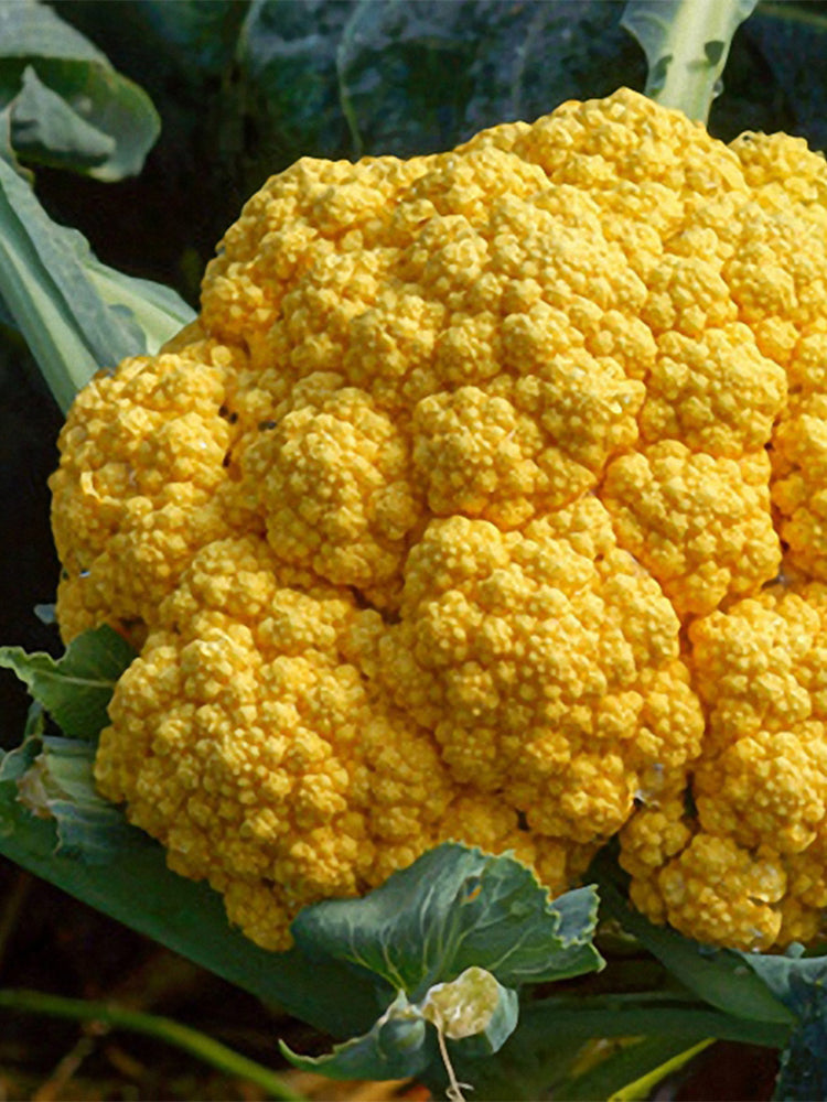 Golden Cauliflower (Brassica oleracea var. Botrytis)