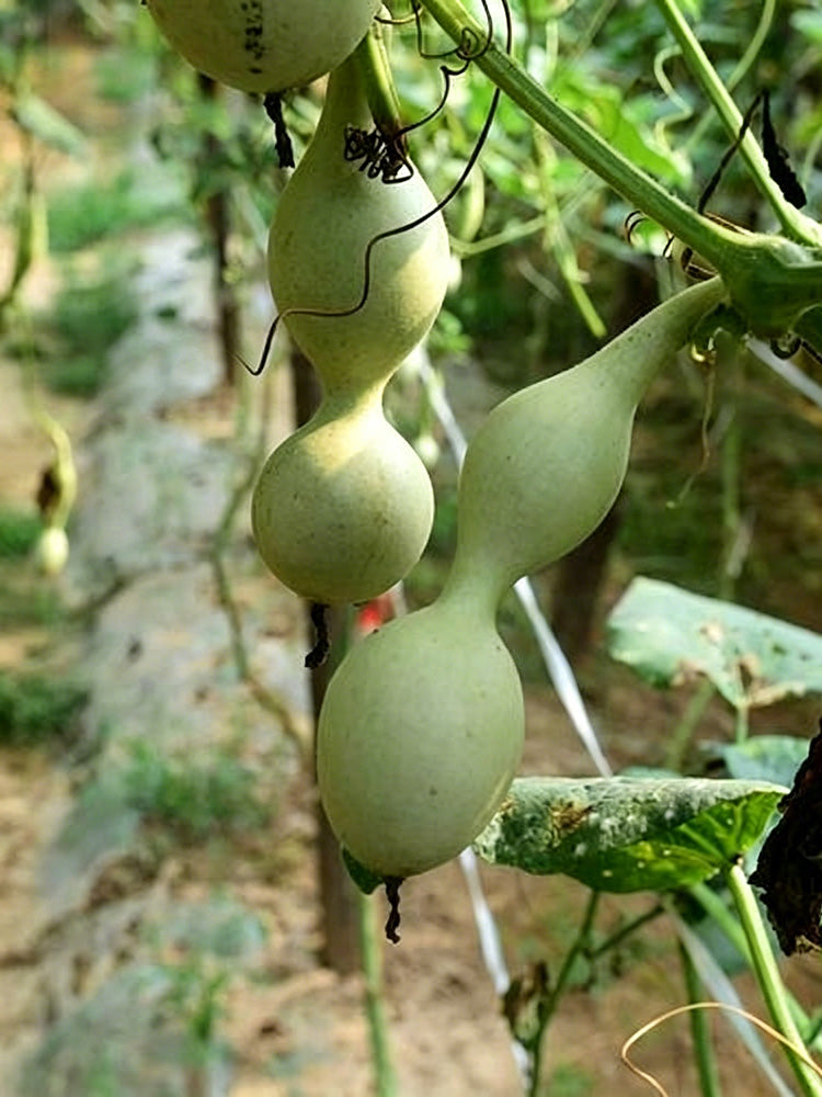 Ant Belly Gourd
