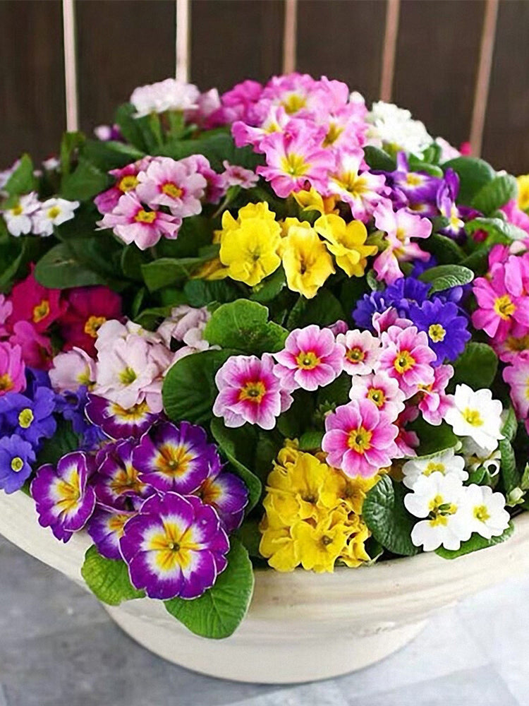 English Primrose (Primula vulgaris)