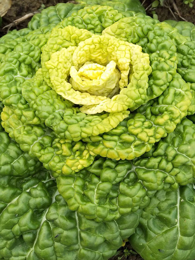 Yellow-Heart Flat Cabbage