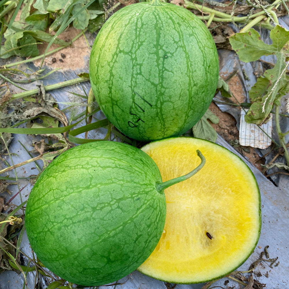 5 Bags (20 Seeds / Bag) of 'Xiaolan Peeling' Series Watermelon Seeds