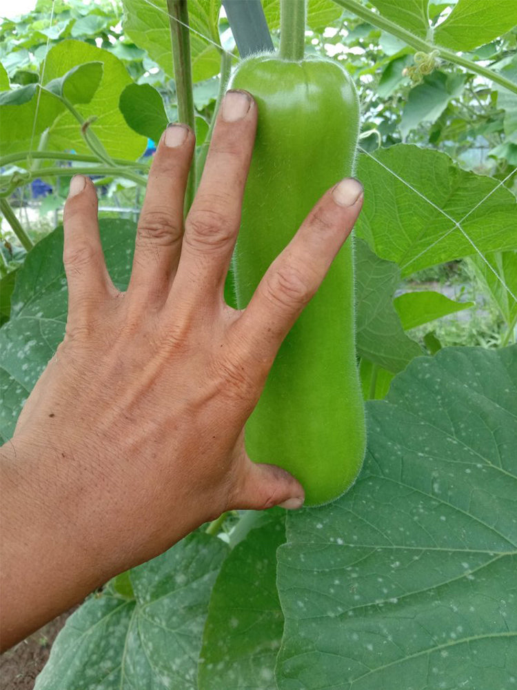 Cuiying Bottle Gourd