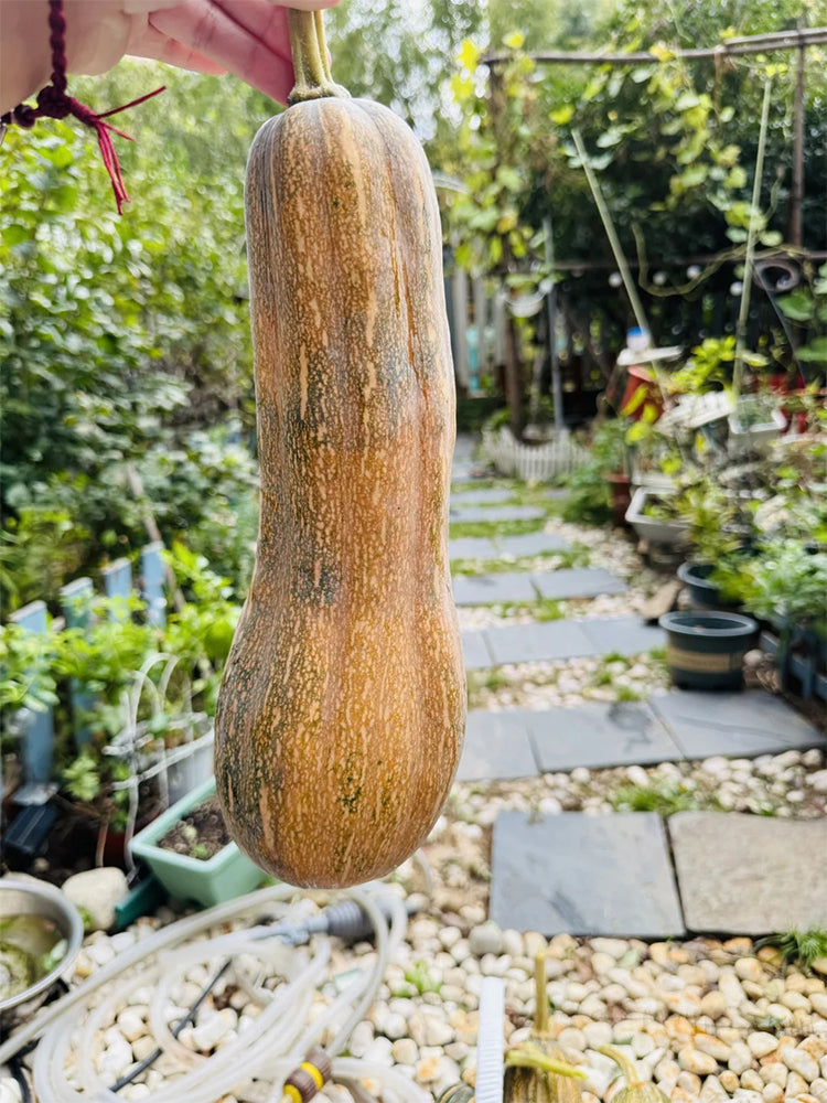 Jiaojian No.1 Pumpkin