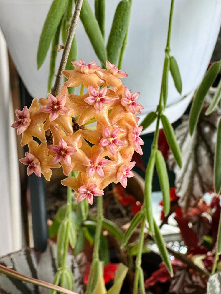 Hoya fitchii Unrooted Stem Cuttings