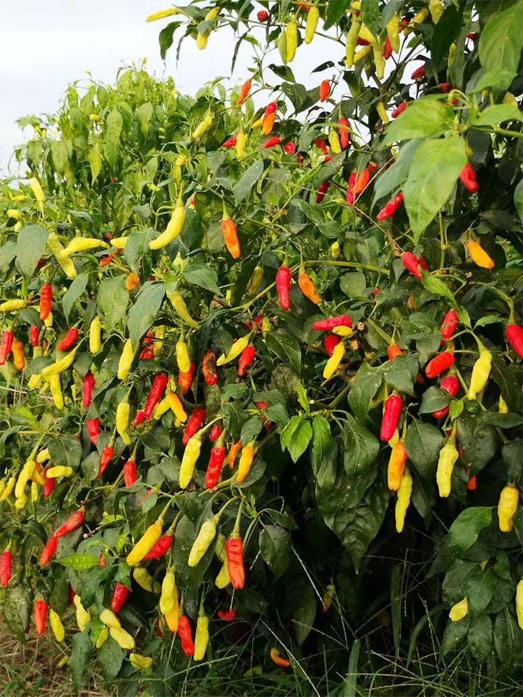 White Wrinkled Xiaomila Chili Peppers