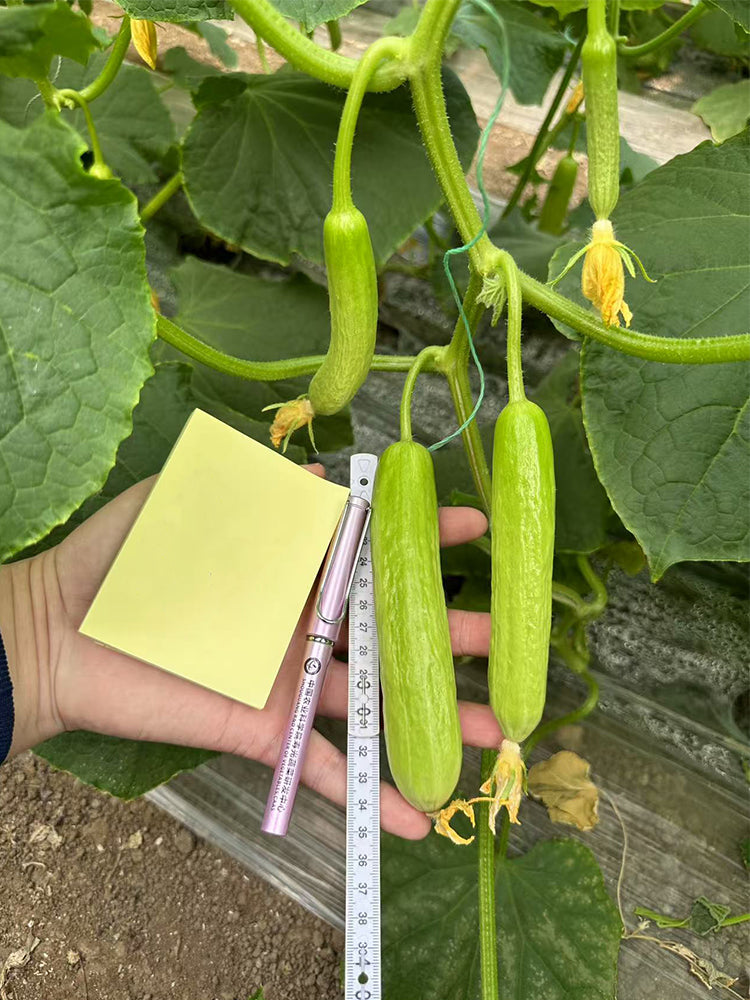 Cream No.3 Mini Cucumbers