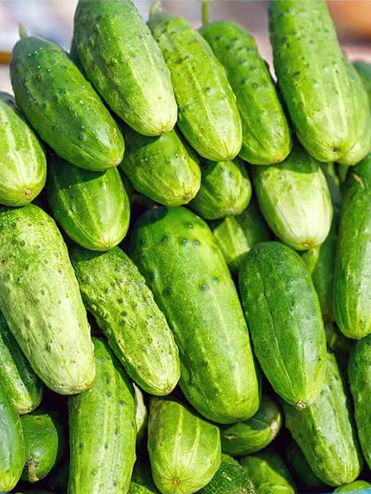 Dutch cucumbers for pickling