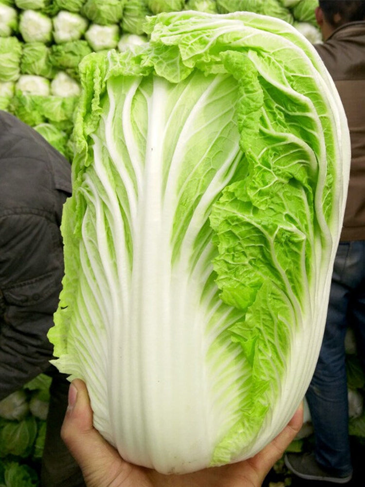 'Qiuguan 70' Chinese Cabbage
