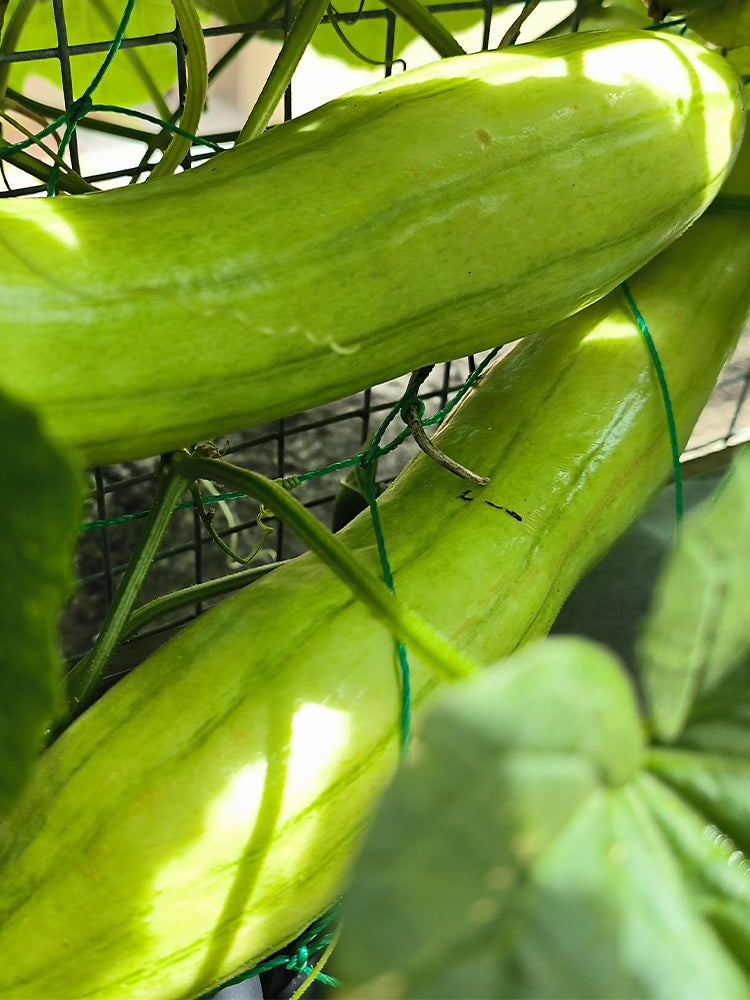 Green-veined Oriental Pickling Melons