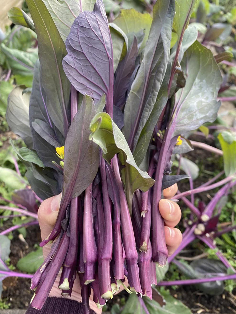 'Jiuhua' Flowering Stalk
