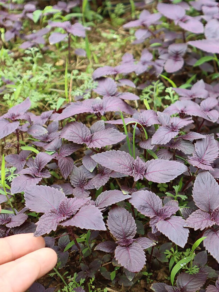 'Zifei' Purple Perilla