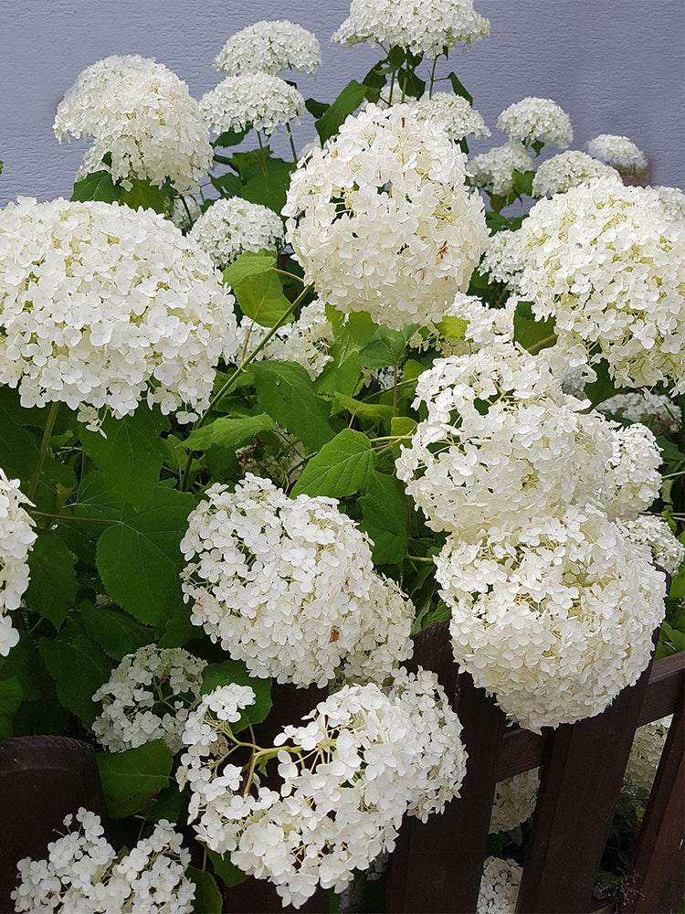 White Sweet Alyssum (Lobularia maritima)