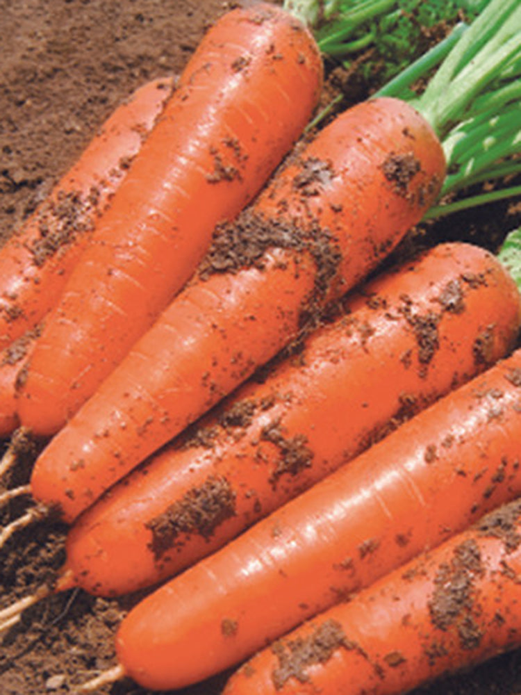 Five-Inch Ginseng Carrot