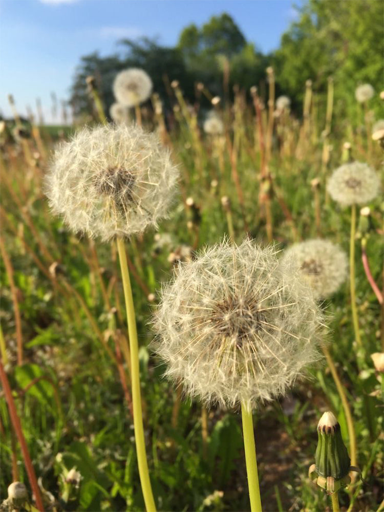 Dandelion (Taraxacum officinale)