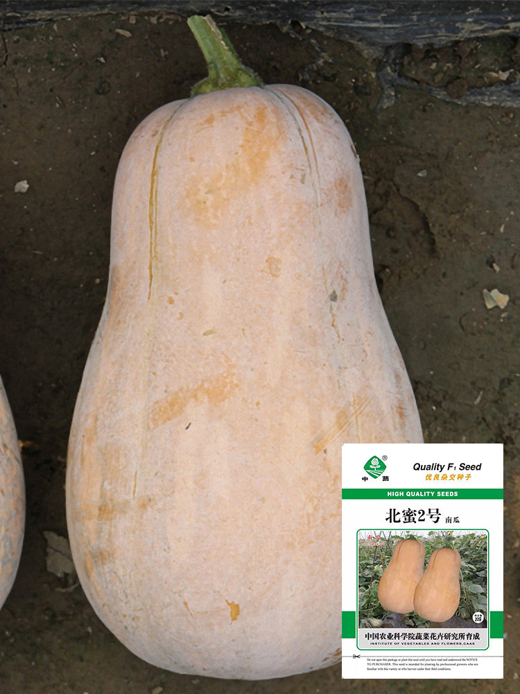 Beimi No.2 Pumpkins
