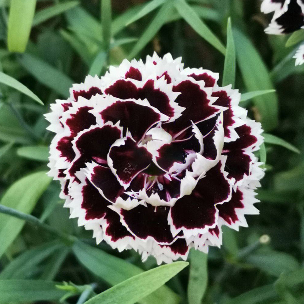 20 Seeds of Carnation 'Black and White Minstrel' Flowers, Dianthus Chinensis Heddewigii