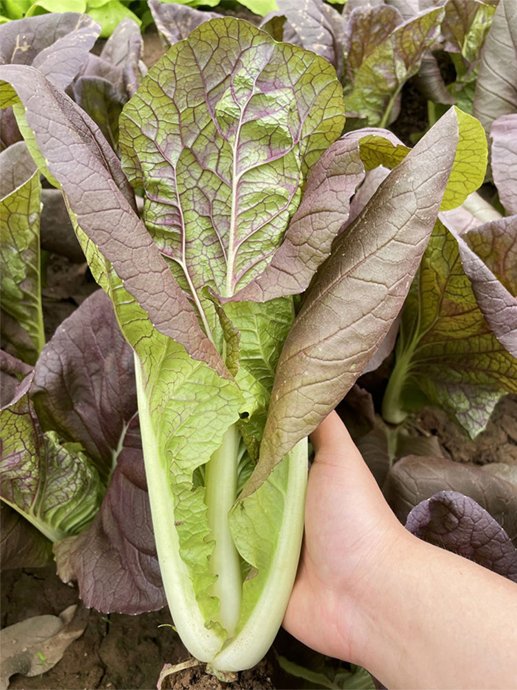 Purple-leaf Quick-growing Bok Choy