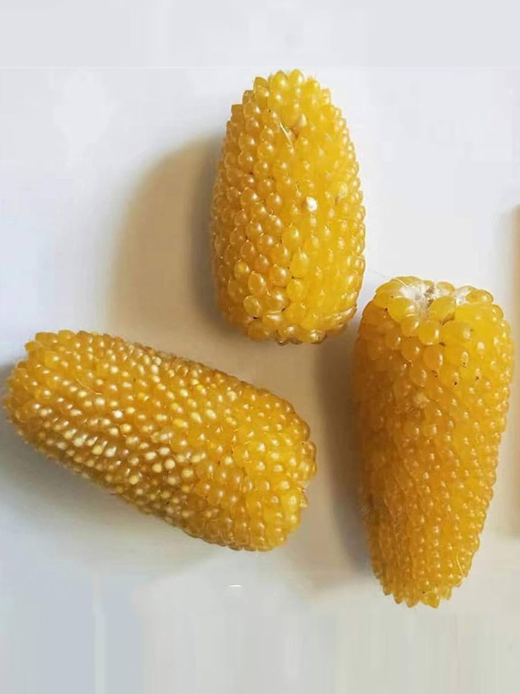 Mini 'Strawberry' Yellow Corn