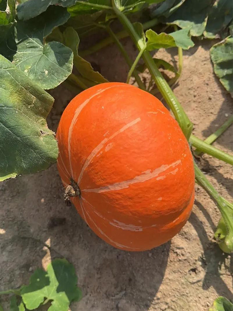 Golden No.2 Pumpkins
