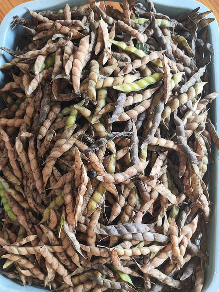 Pigeon Pea (Cajanus cajan (L.) Druce)