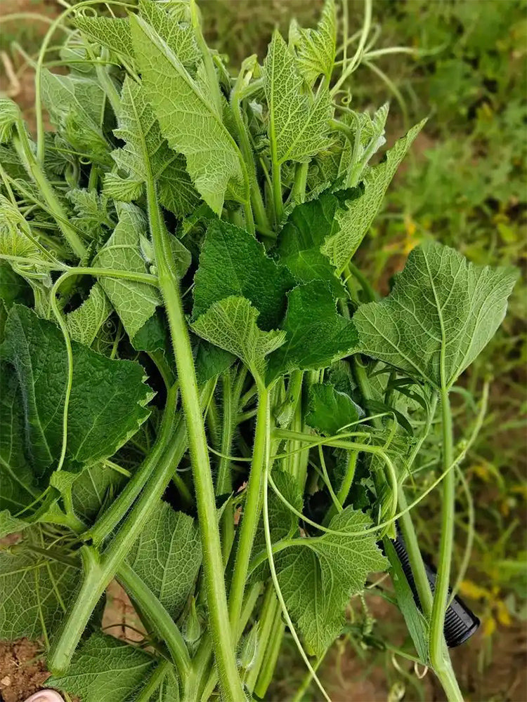 Feizai Pumpkin Shoots