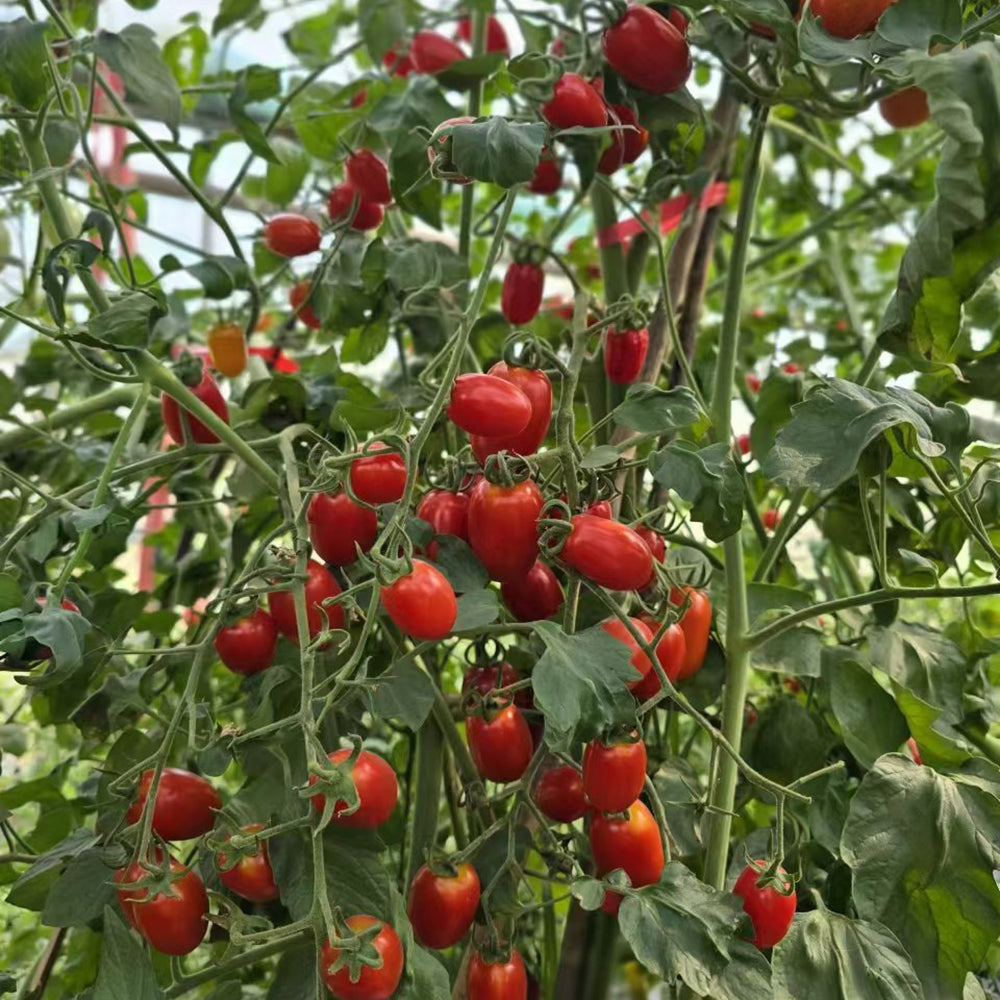 784 Treasure Island Teardrop Tomato