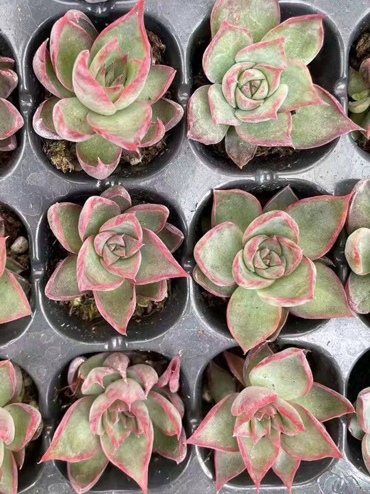 Echeveria cv. 'Fairy of Stunning Grace'