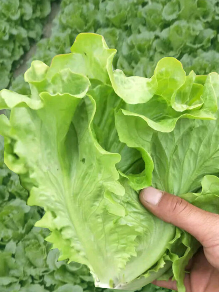 Emerald Crisp' Lettuce (Lactuca sativa L.)