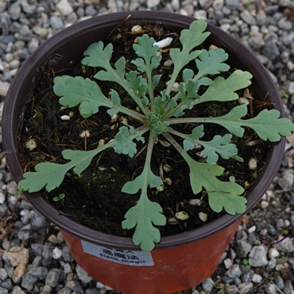 50 Seeds of Corn Poppy ‘Black Magic’