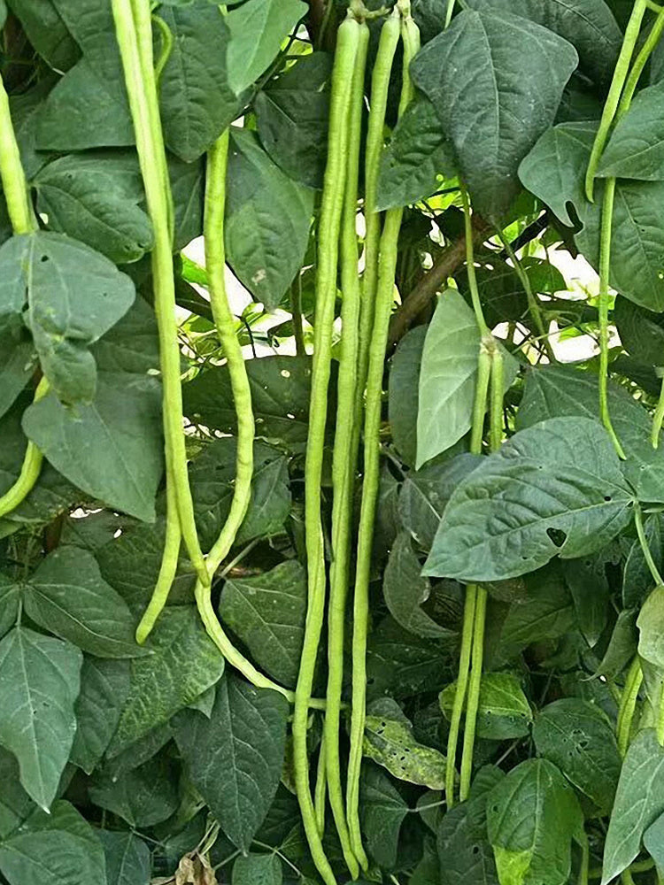 Black Eyebrow No.1 Cowpea